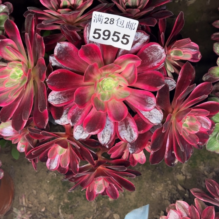 5955婚纱多肉植物