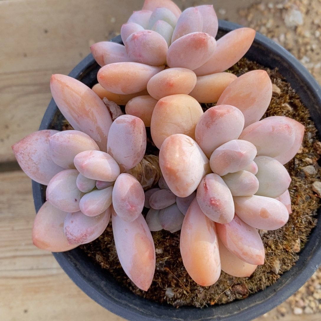 可问主播品种，下滑链接更多品种多肉选择