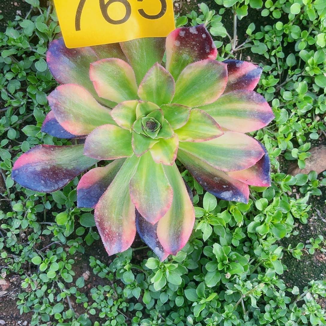 765万七彩多肉植物