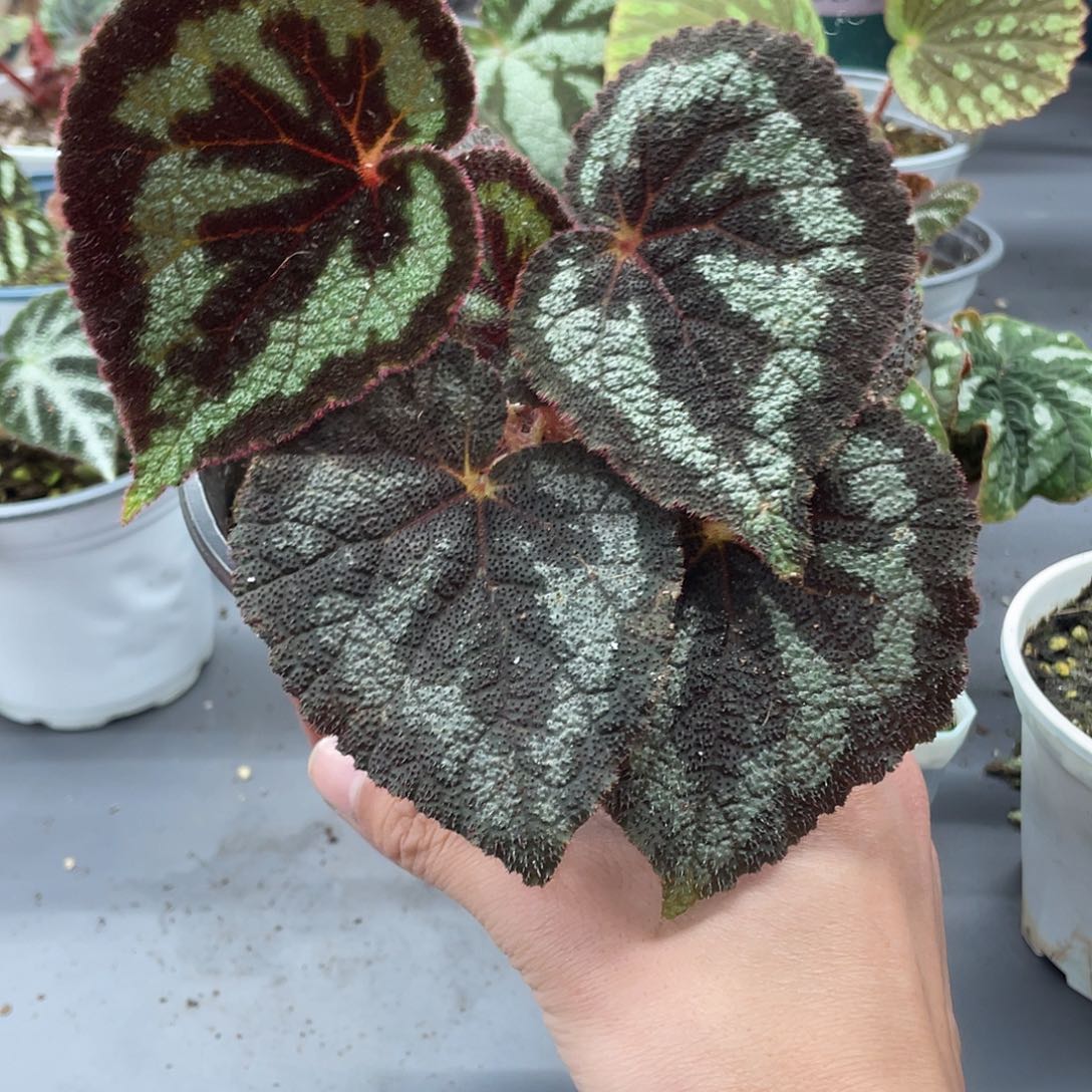 完全开放一口血原生