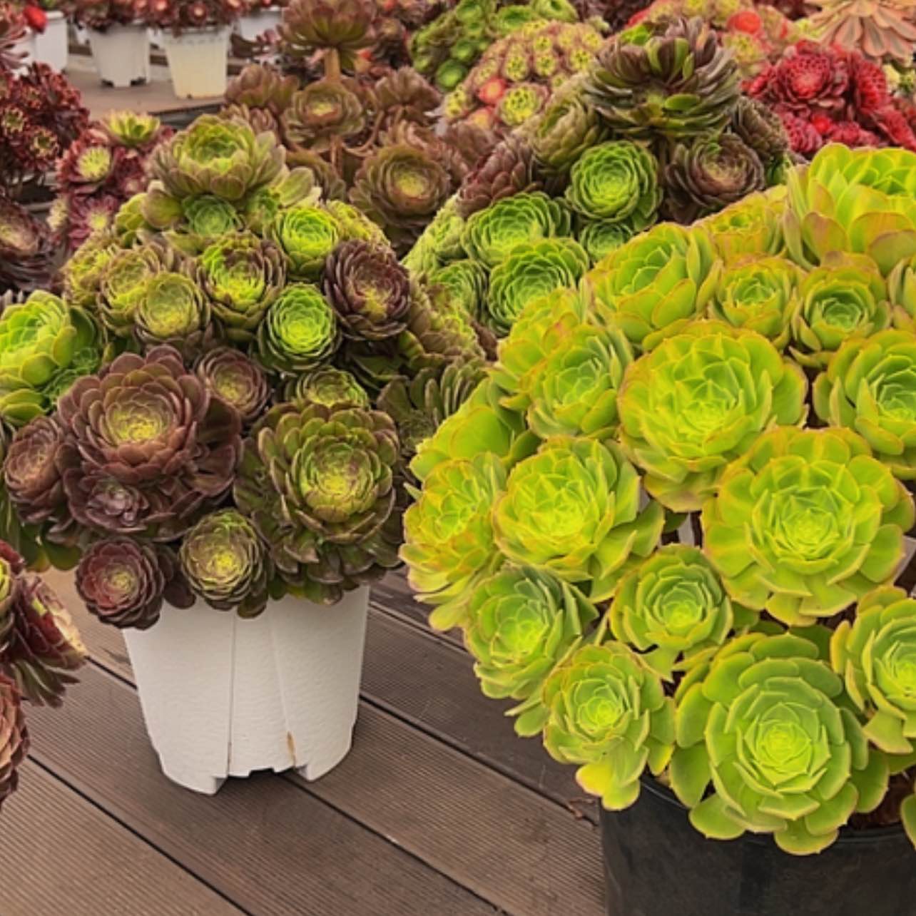 【闪购商品】1111111111111