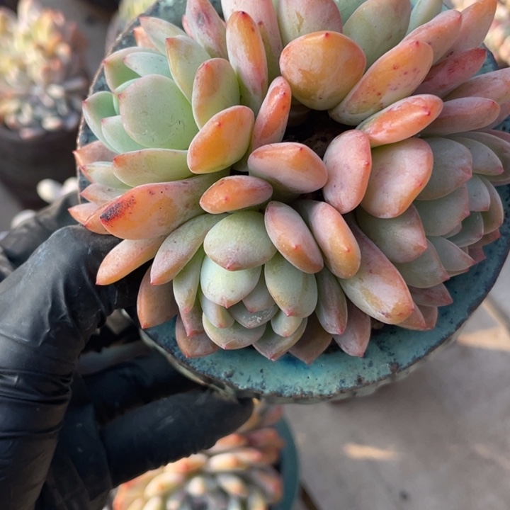 多肉植物多肉植物