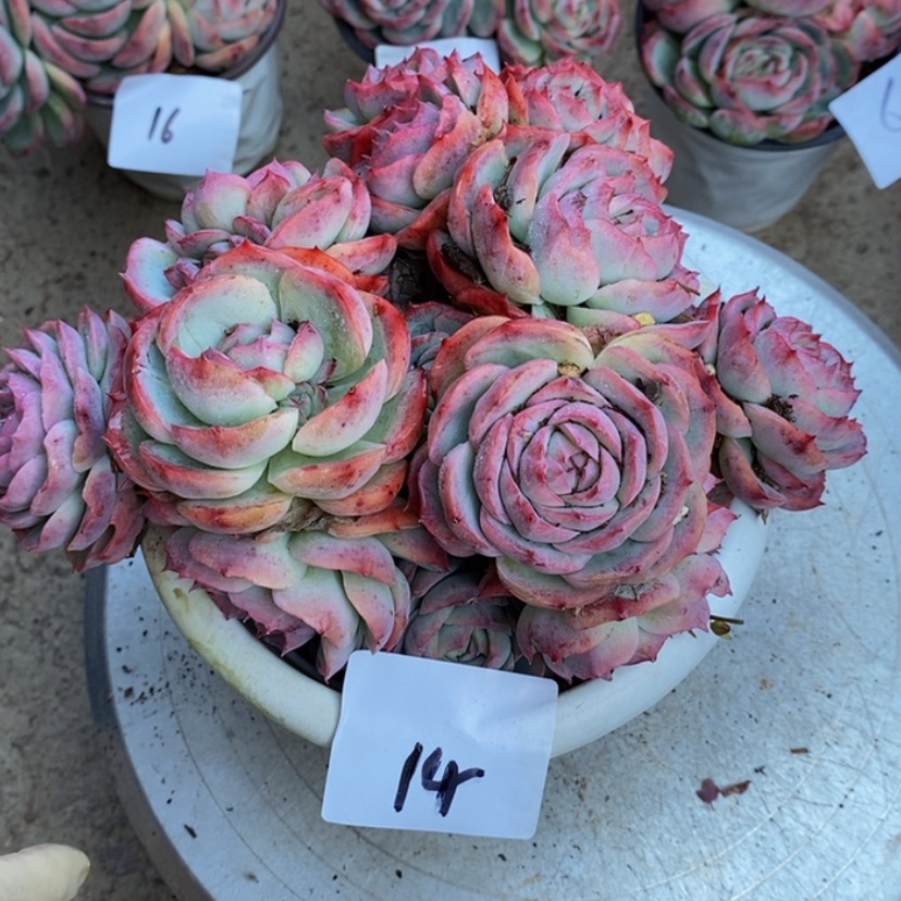 【闪购商品】浅*多肉植物