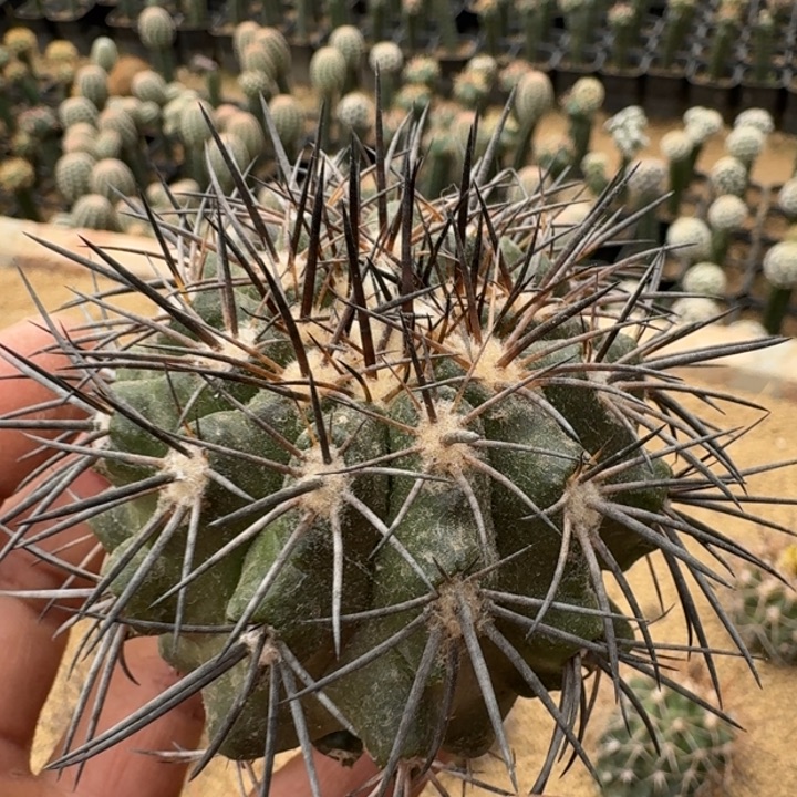 黑王top有根6666666