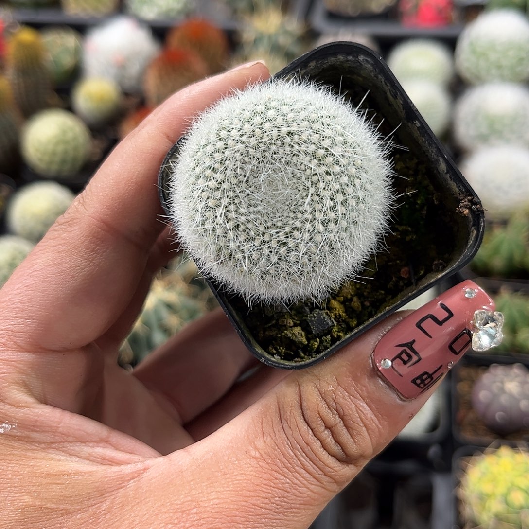 白雪光单头发货单头发