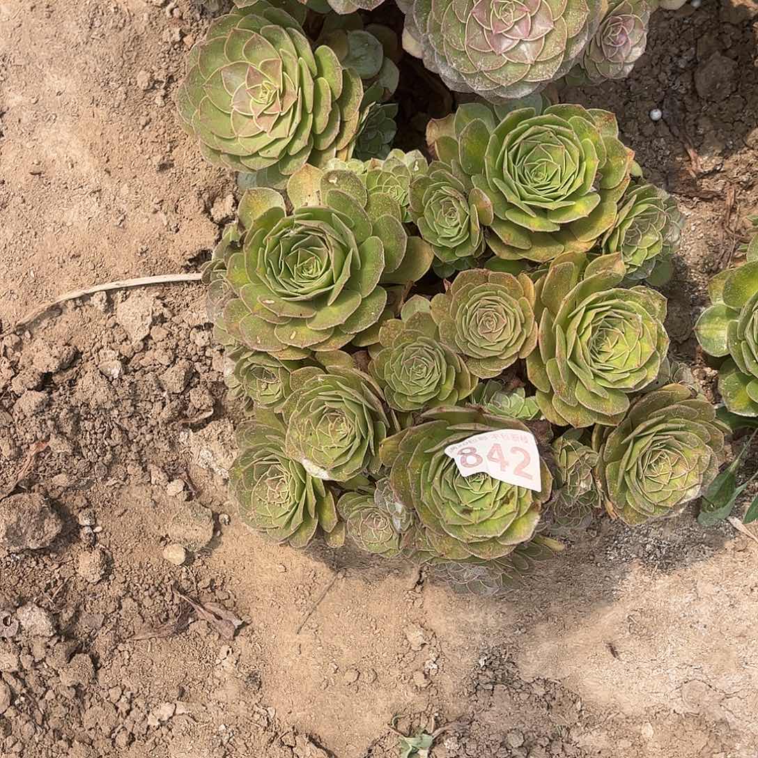 万圣节842不包断枝