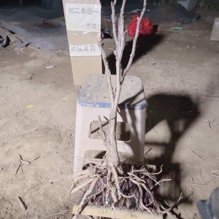当前无花栽培后可以开花芳红