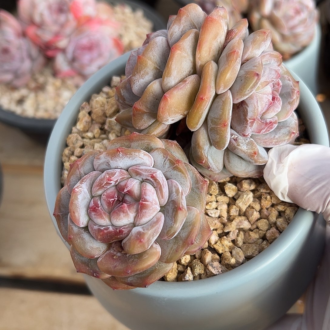 3头绿地紫油包脸哈哈