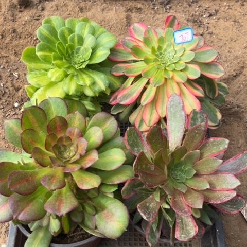 707多肉植物组合