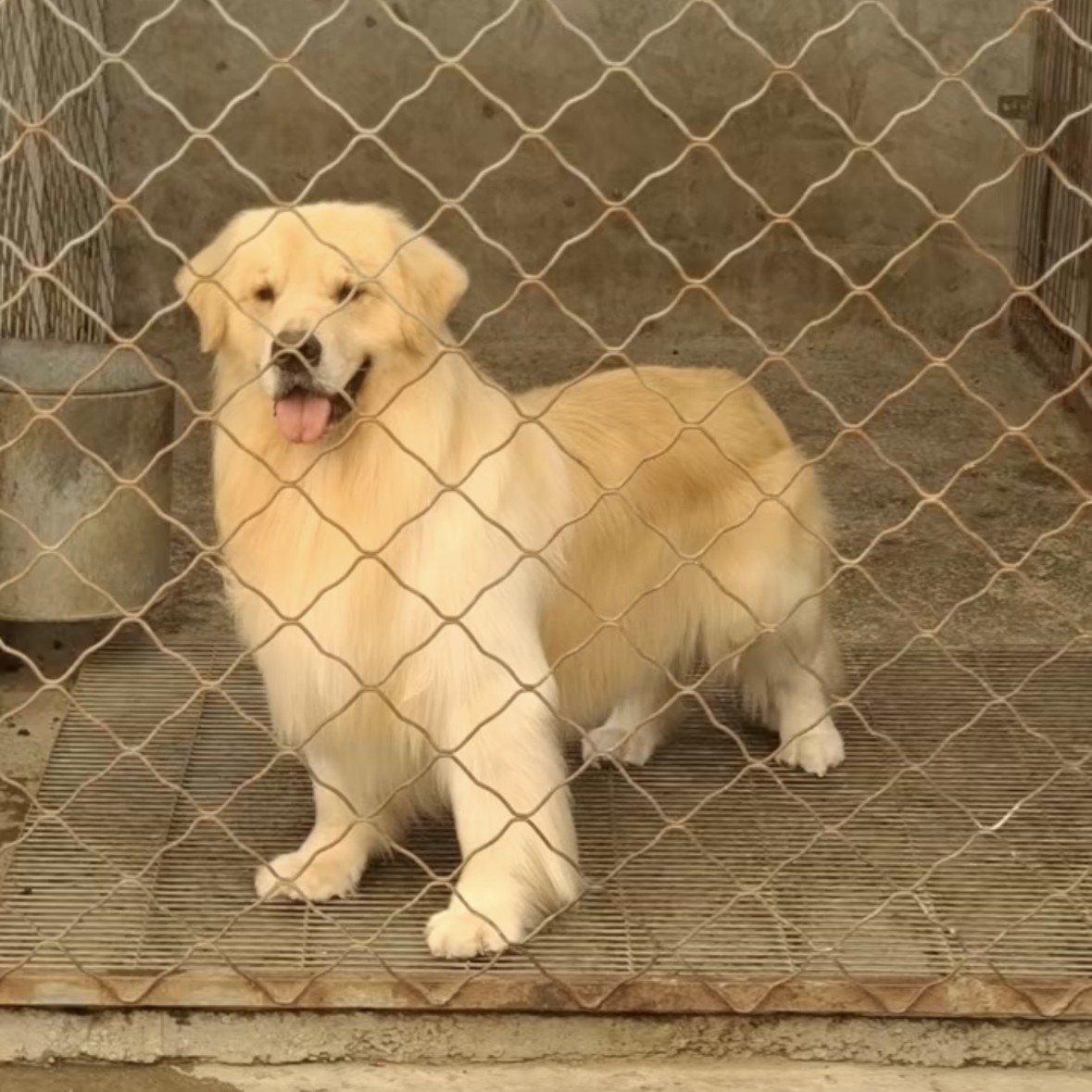 廿一金毛乐园双血统金毛幼犬