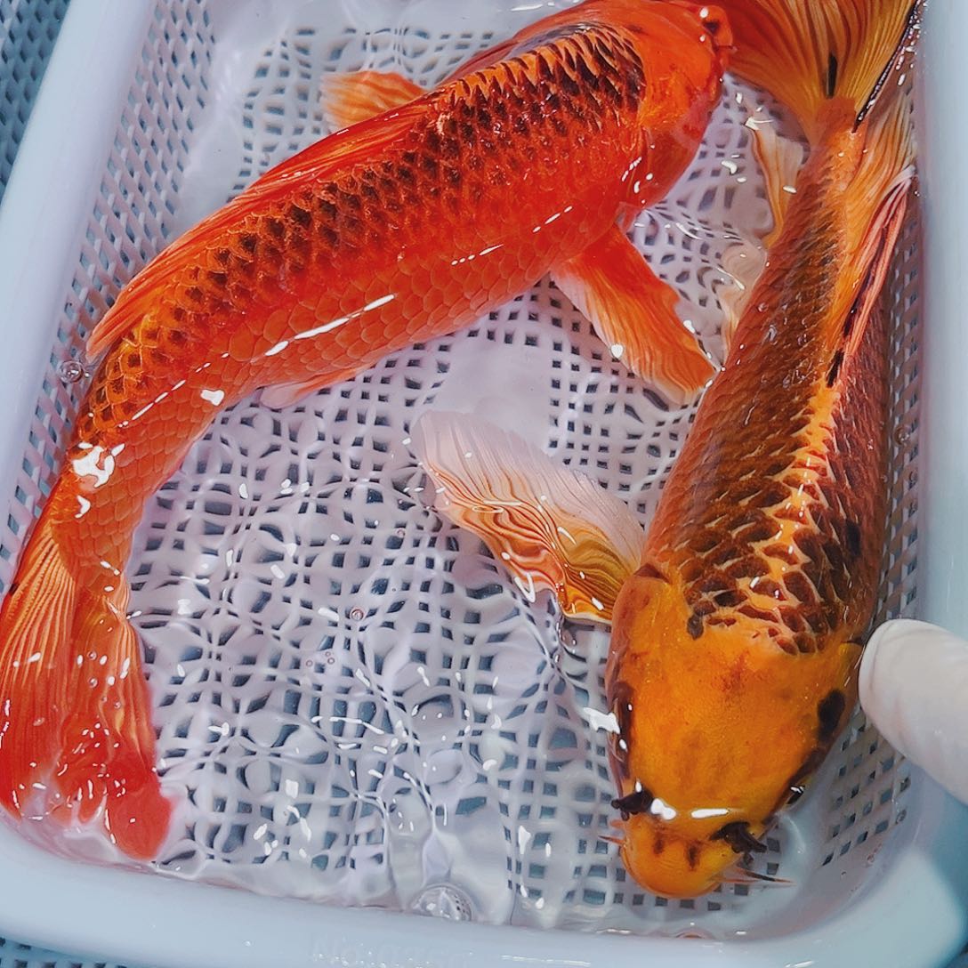 锦鲤锦鲤冷水观赏123