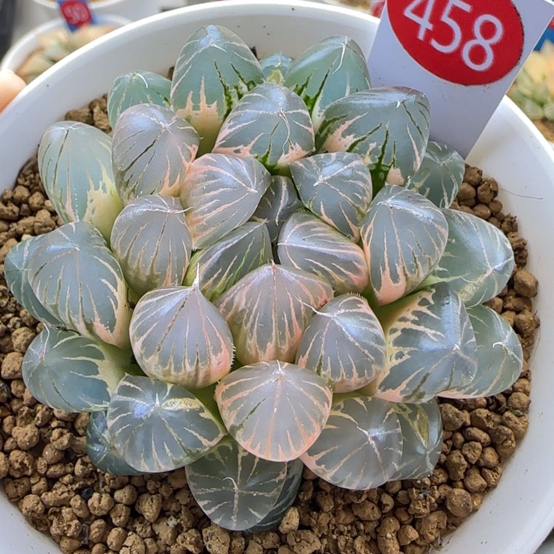 458号大型非组霓虹灯一物一拍带盆土