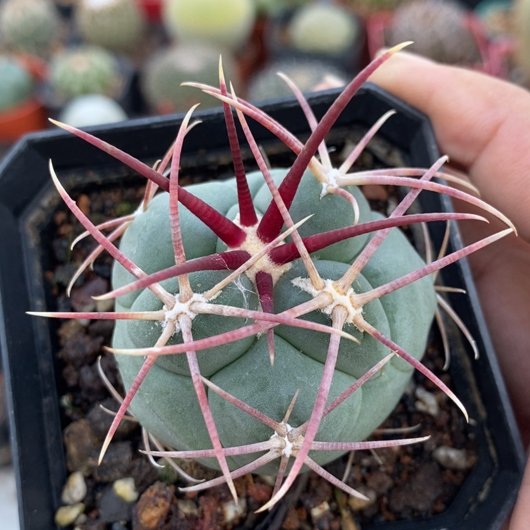 植播园艺高木绯冠龙