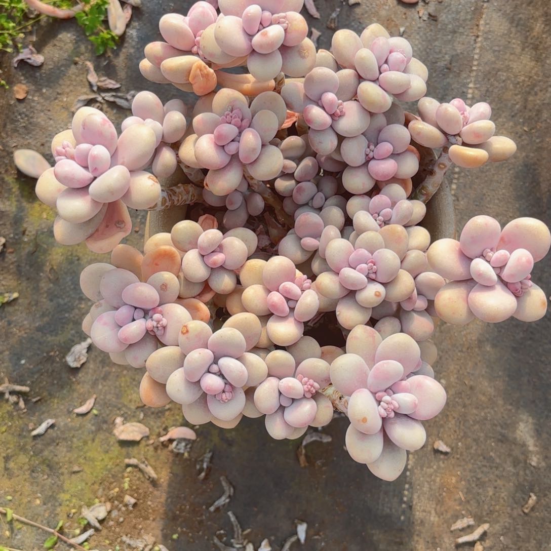 吕****）桃蛋17-42。