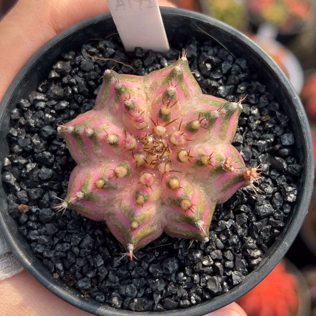 泰系实生白富美海神A192