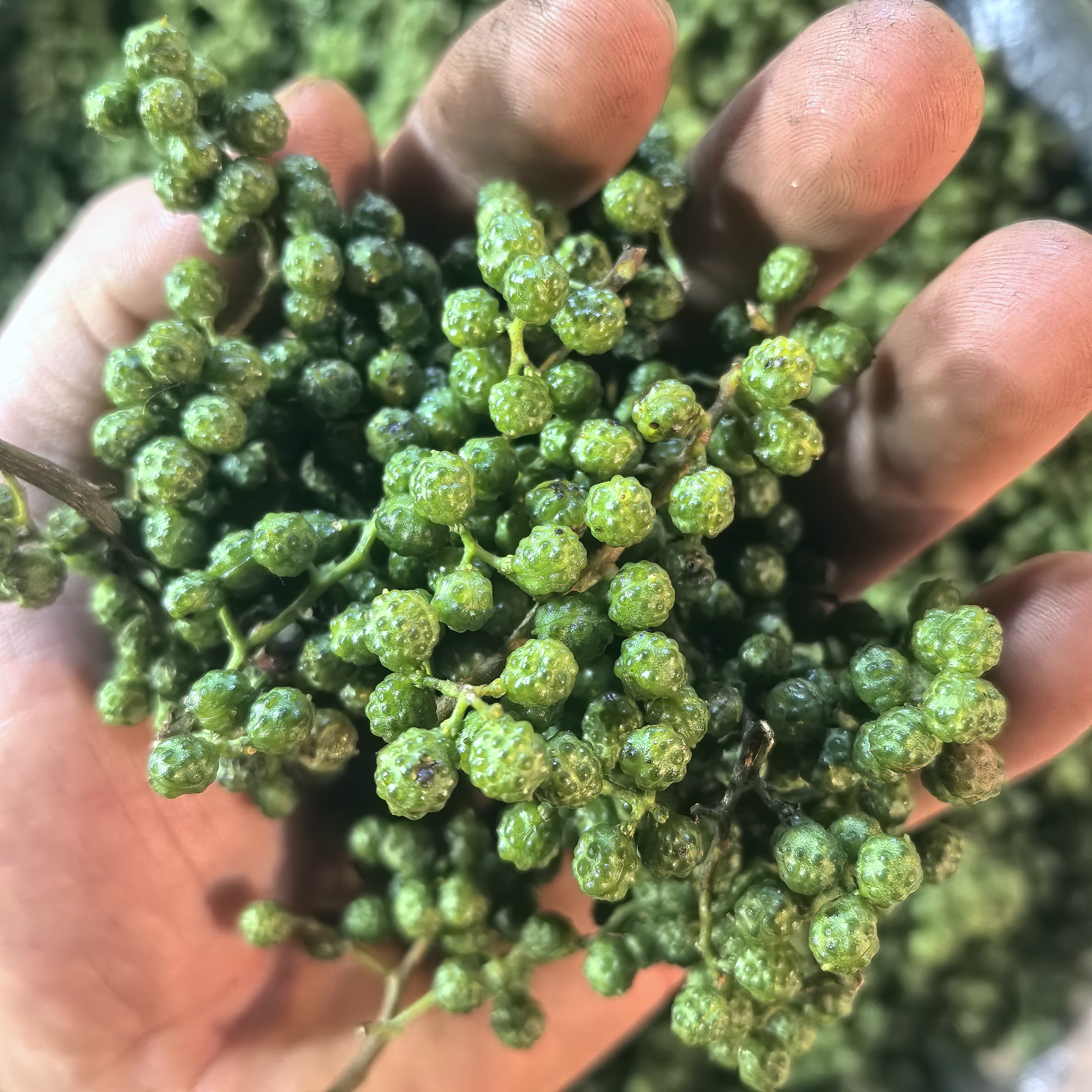 云南青花椒新鲜现摘保鲜调味特产清香麻香烹饪