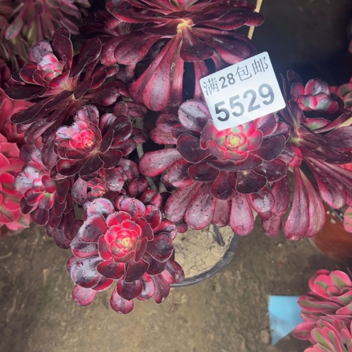 5529香奈儿多肉植物