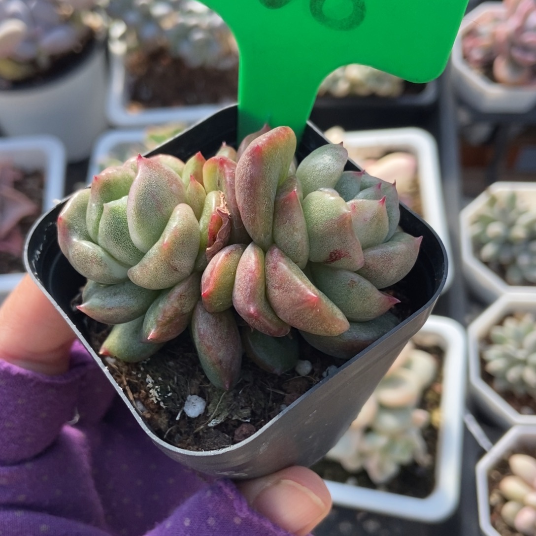 868白玫瑰石化多肉植物