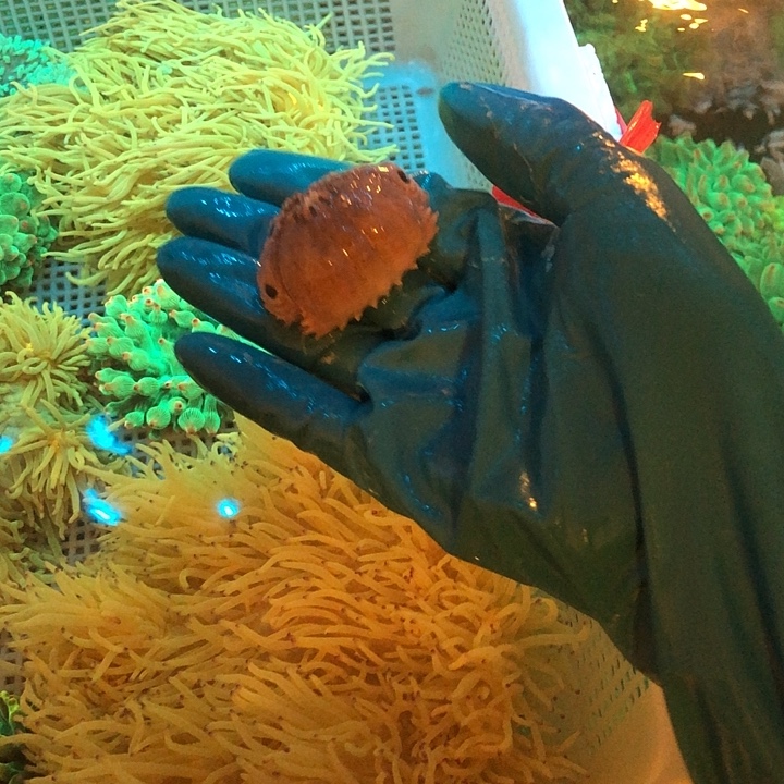 蠢***o纽扣珊瑚面包屑11111