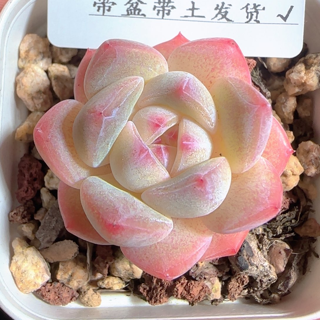 多肉1225-135粉色奇缘