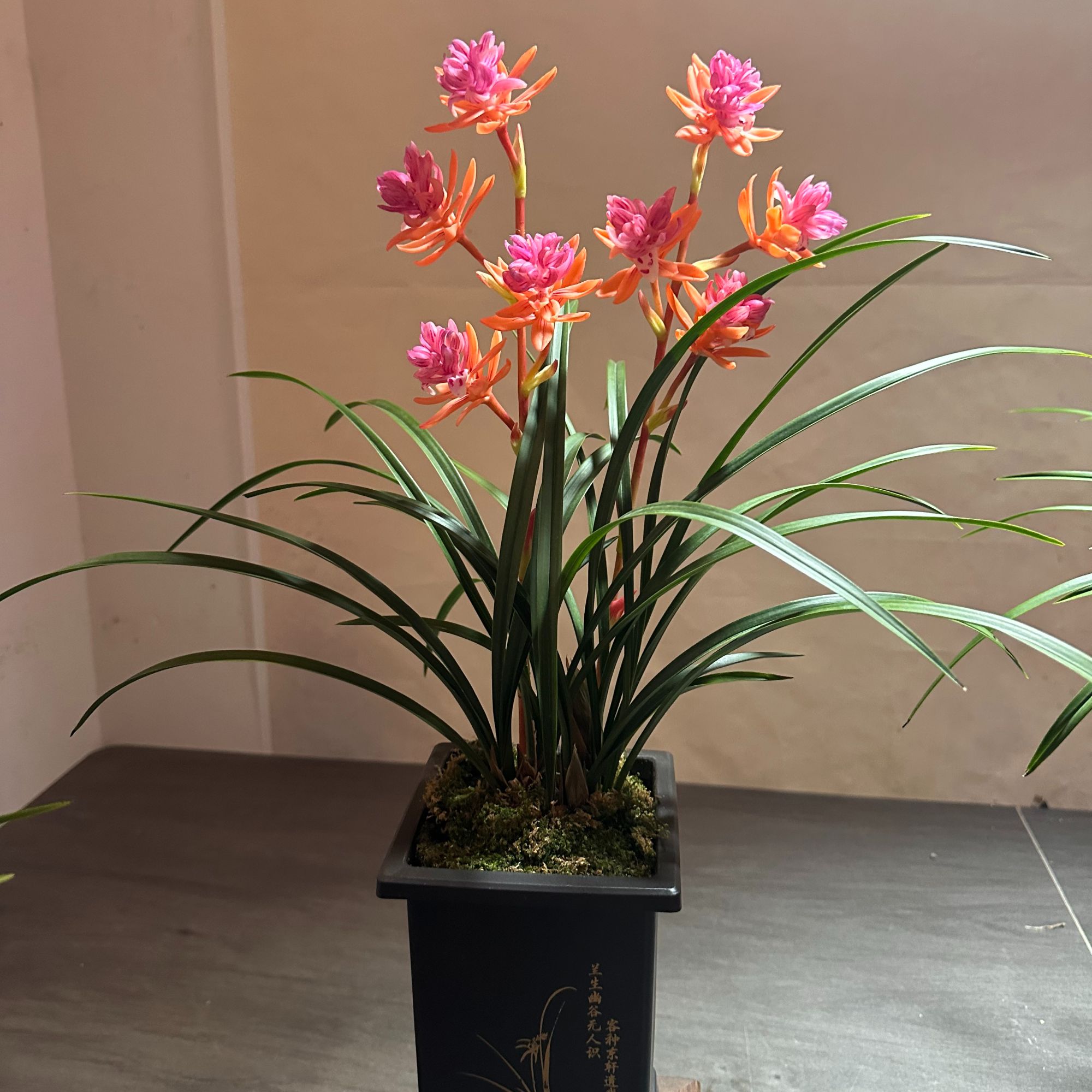 春兰-七彩牡丹-浓香好养绿植