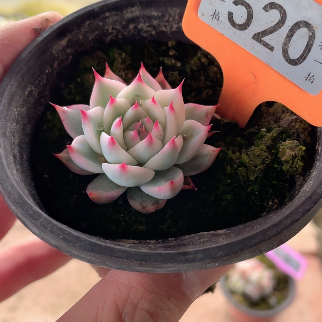 520号多肉植物盆栽