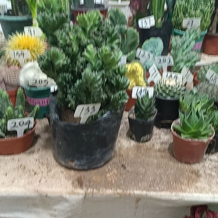 小***丹无花朵玉麒麟大盆，，，，