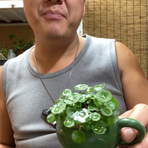 红陶一物一拍所见即所得106