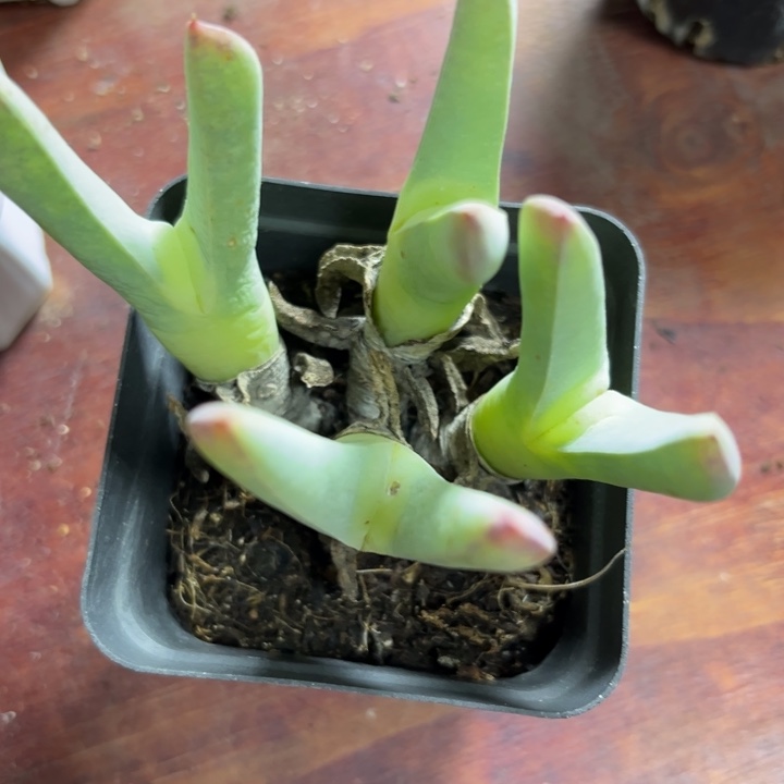 可爱多肉嘟嘟虾钳516