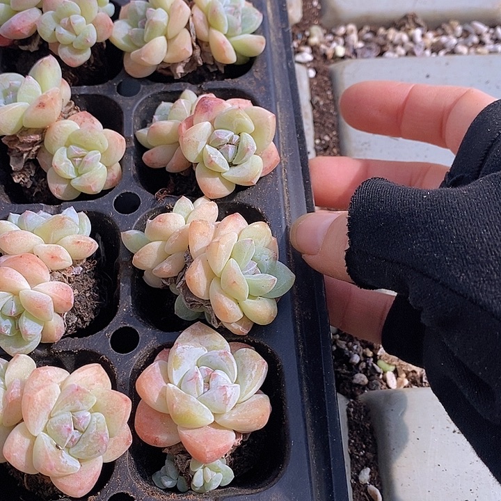 67 多肉植物盆栽植物