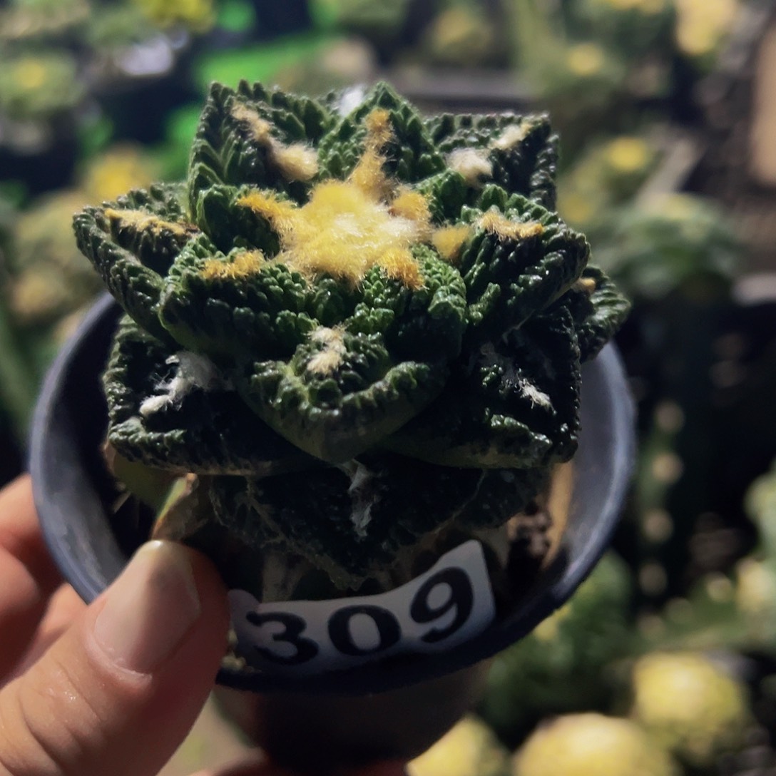 无花朵龟甲辛顿牡丹309