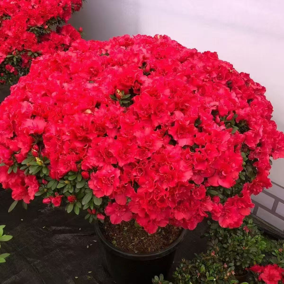 老桩带花苞比利时杜鹃花盆栽原盆原土发货四季开花阳台庭院花卉