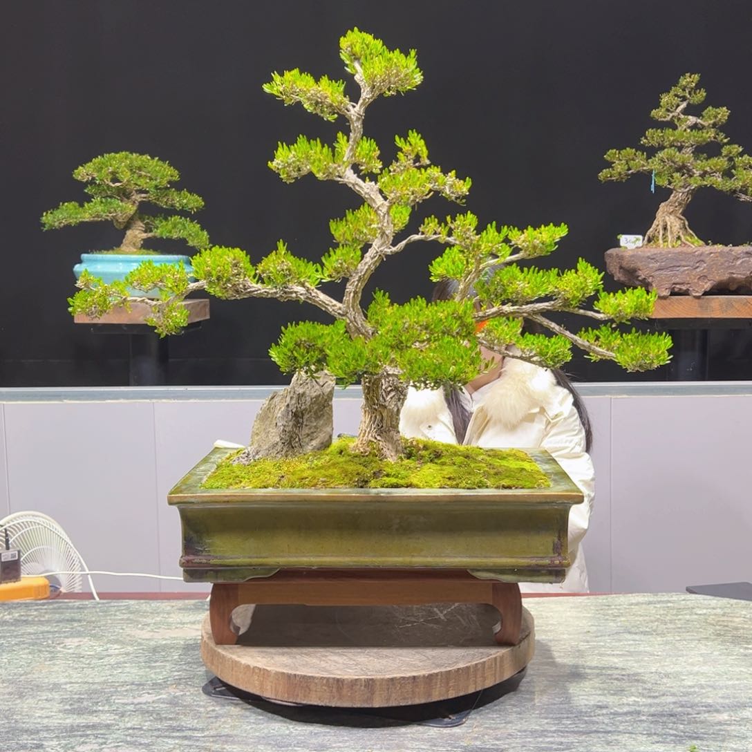 四季常青老桩黄杨盆景