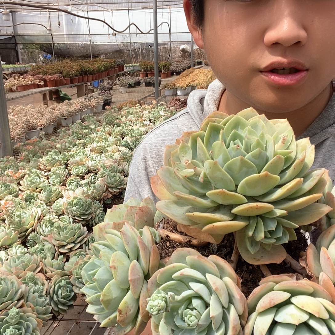 整桩无砍恋曲特价