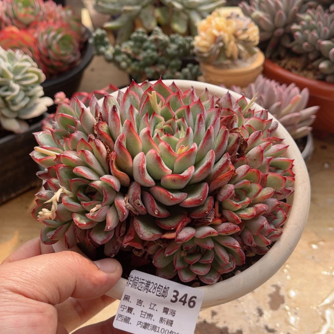 【闪购商品】346荷花