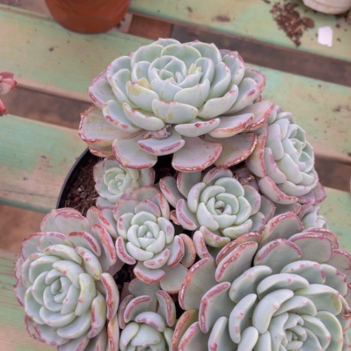 【闪购商品】千山雪0586