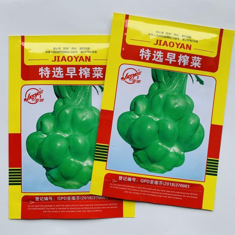 早榨菜种子优质早熟高产抗病耐抽苔适合秋季播种