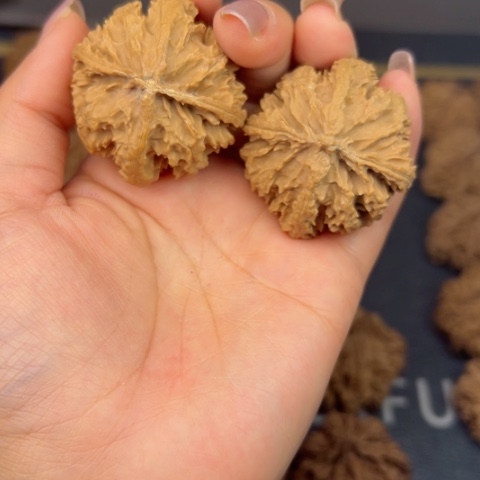 桃核吊坠秦岭山脉野生植物