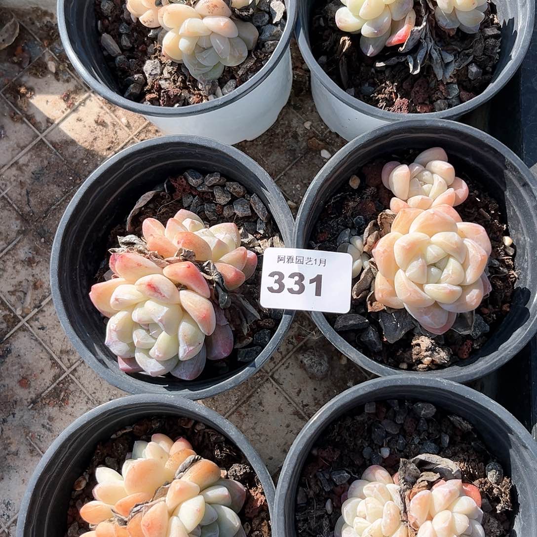 阿雅园艺。              331