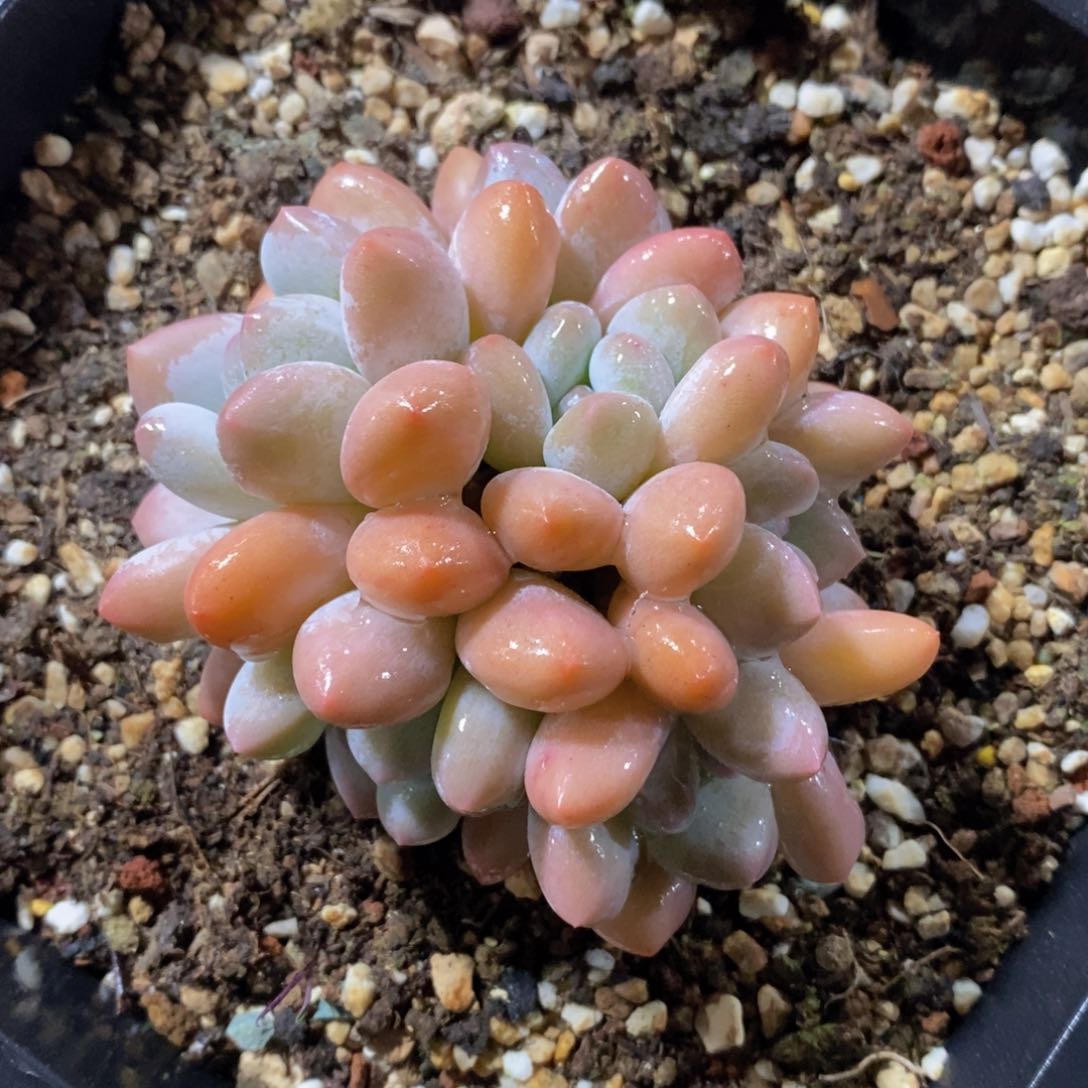 可问主播品种，下滑链接更多品种多肉植物选择