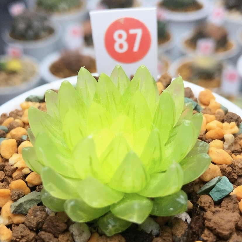 【闪购商品】87冰晶