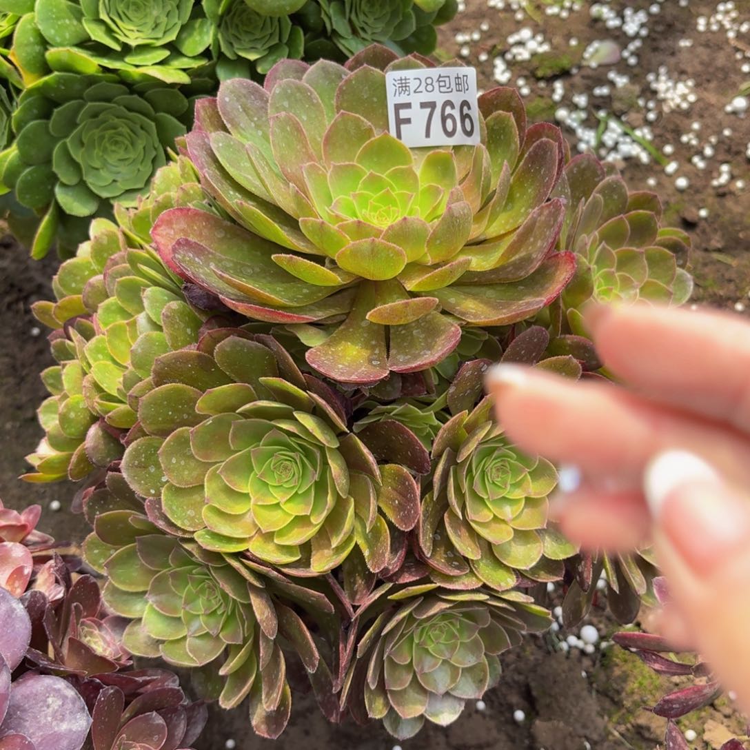 无花朵766多肉植物捧花的