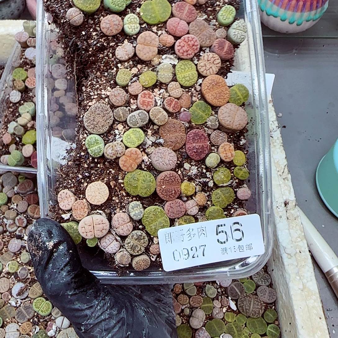 生石花满18包邮0927-56