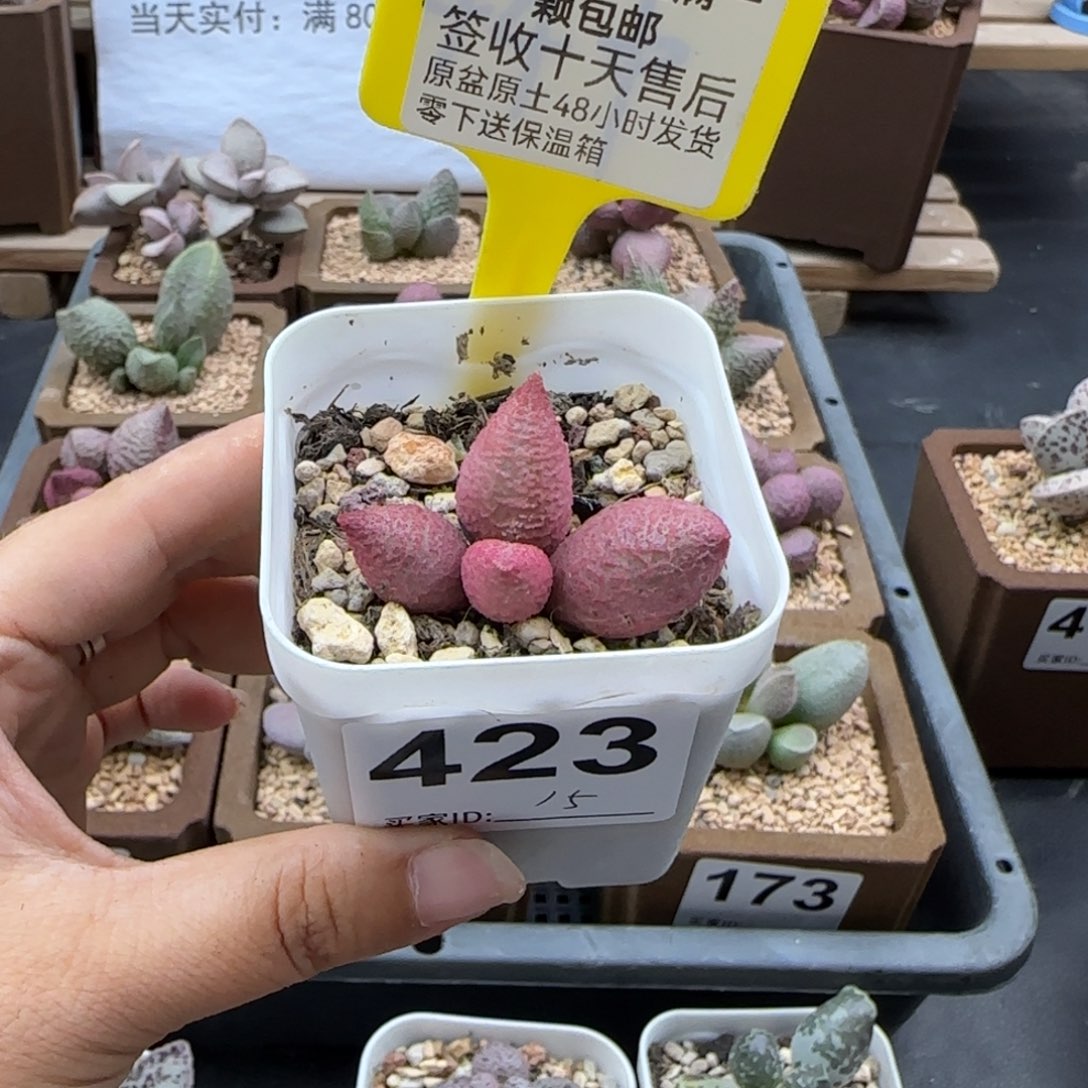 423糖果多肉植物