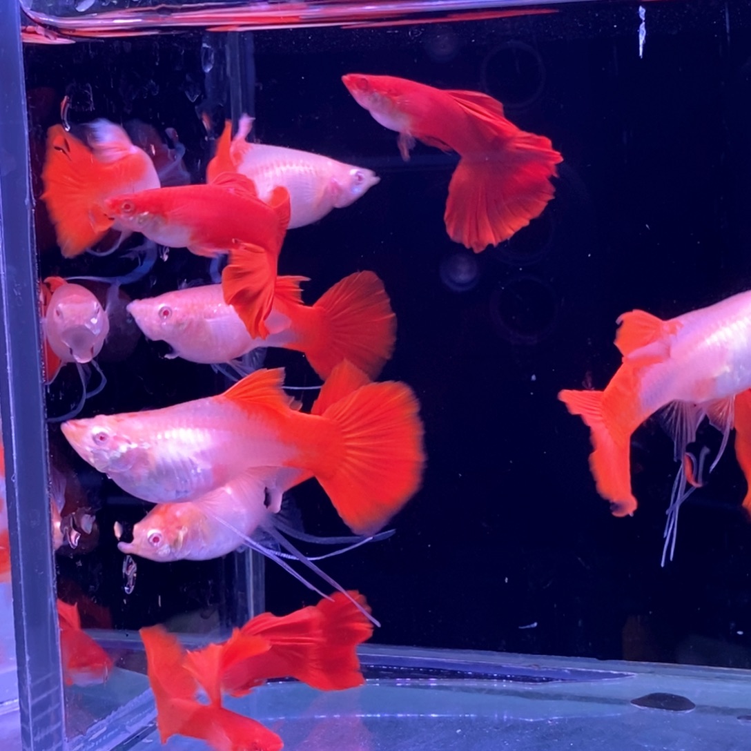 孔雀鱼血红手5对孔雀鱼