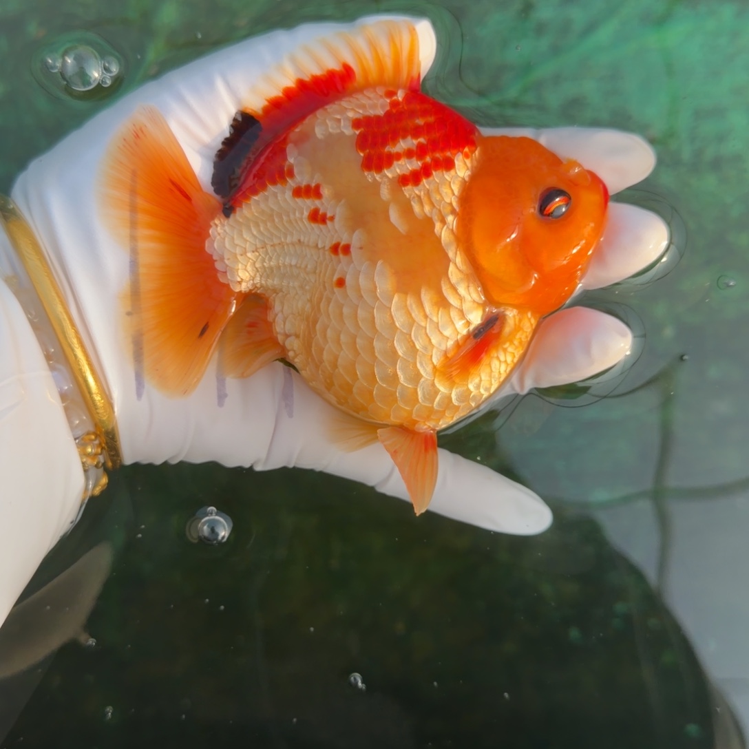 金鱼0083鹿子玛丽