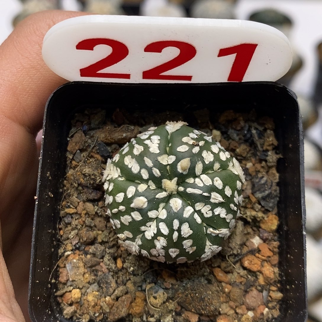 221福利特价来了哦耶