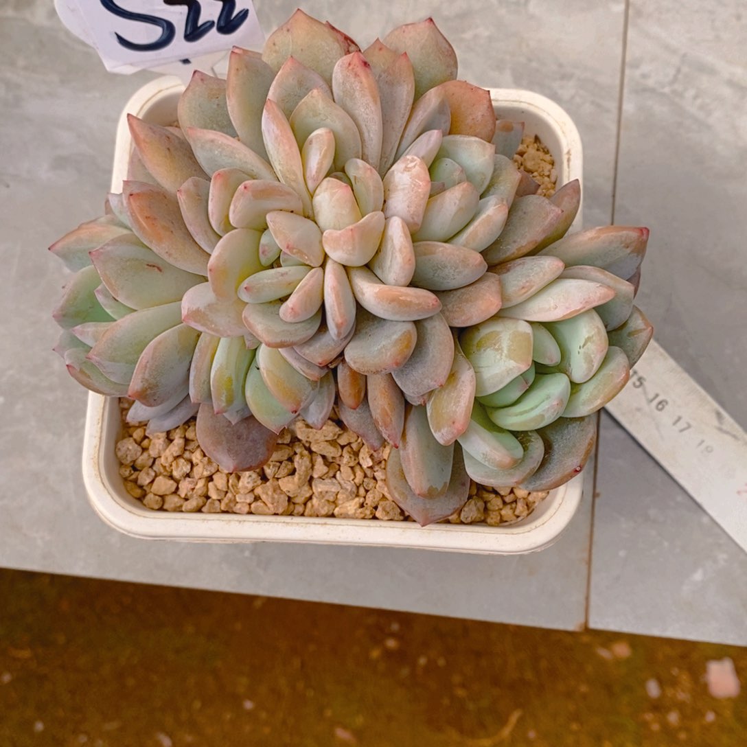 幸**家梦露朵缀群多肉植物