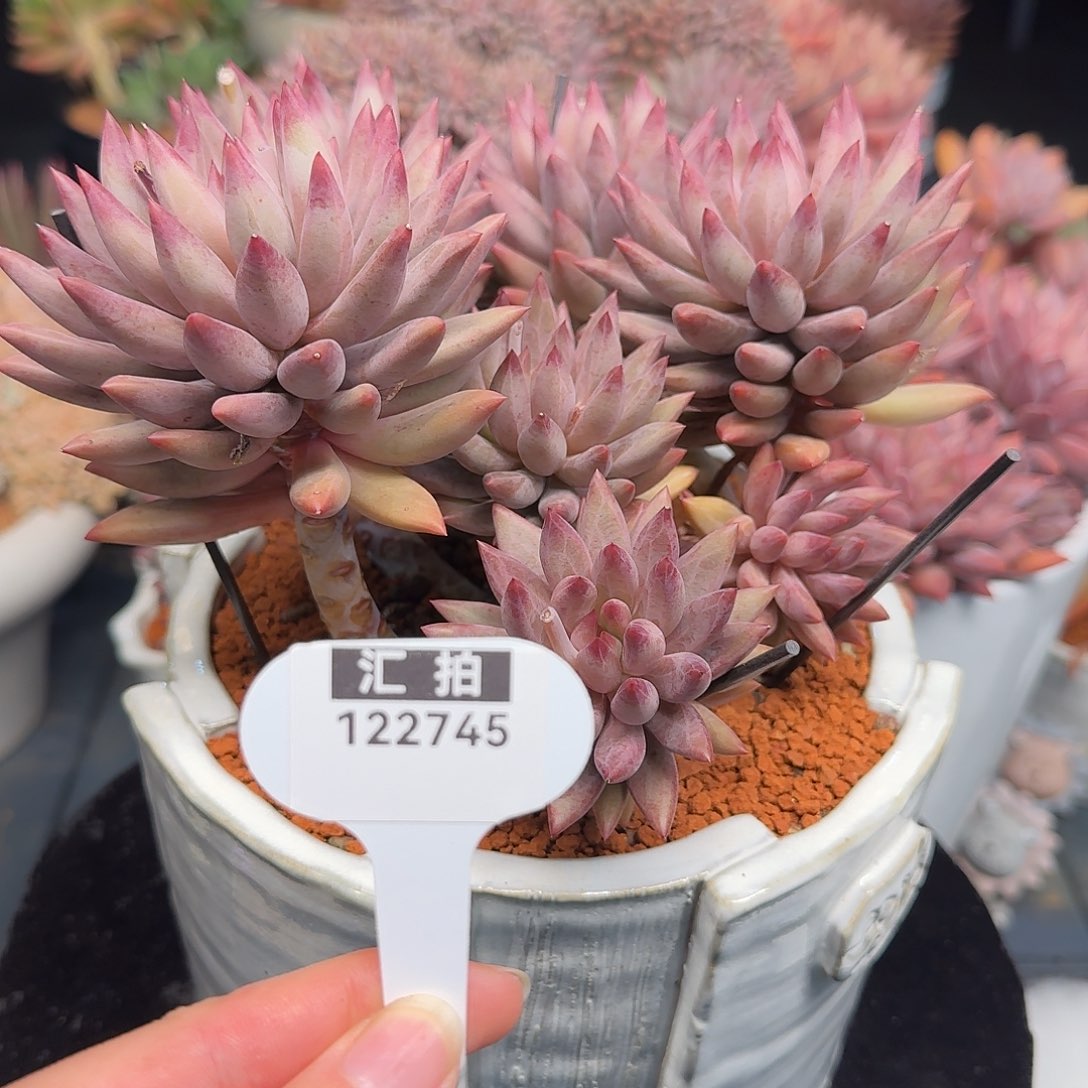 精品多肉植物122745