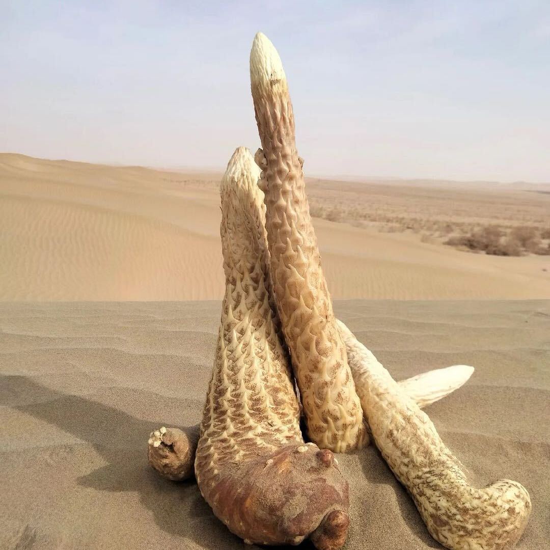 【鲜肉枞榕福利款】新疆沙漠人工种植肉苁蓉泡水炖汤初级农产品